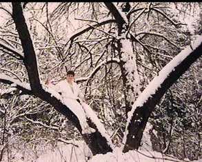 Shantay in the trees during the winter in PA